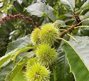 Narrativ terapi illustration