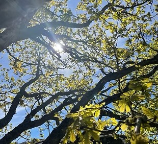 Systemisk terapi illustration